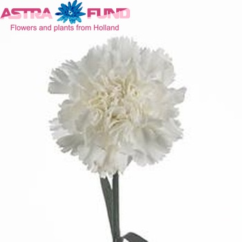 Dianthus standaard Snowstorm zdjęcie