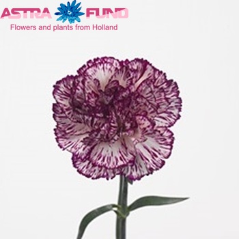 Dianthus standaard 'Tempest' zdjęcie