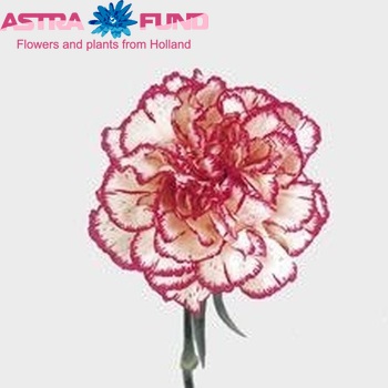 Dianthus standaard 'Tico Tico' Foto