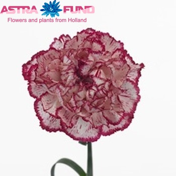 Dianthus standaard 'Tico Tico Bianconero' Foto