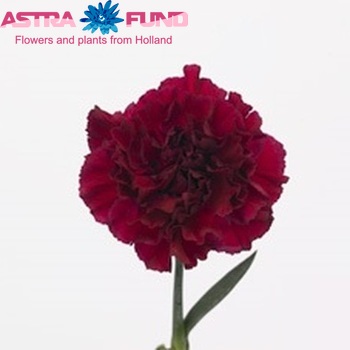 Dianthus standaard 'Tico Tico Porpora' Foto