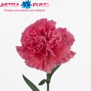 Dianthus standaard Tonic Golem photo