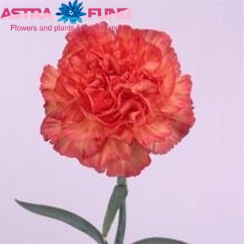 Dianthus standaard 'Tundra Orange' foto