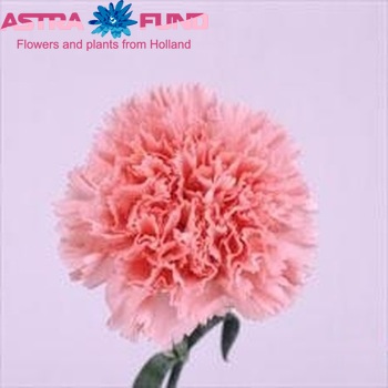 Dianthus standaard Varna photo