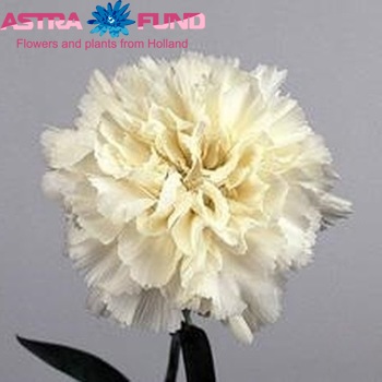 Dianthus standaard White Candy Foto