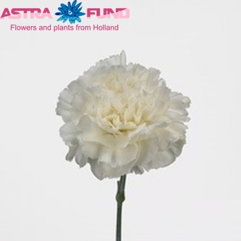 Dianthus standaard 'White Liberty' photo