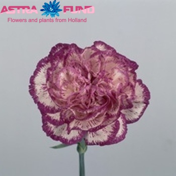 Dianthus standaard 'Wizard' photo