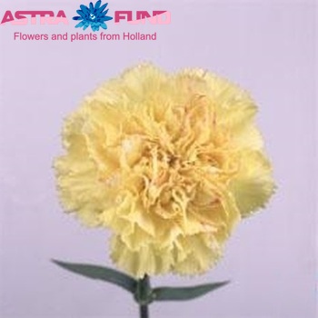 Dianthus standaard 'Yellow Solar' zdjęcie