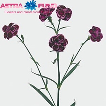 Dianthus 'Tropic Butterfly' photo