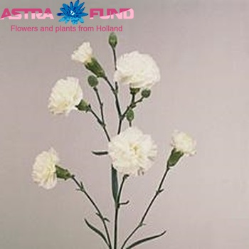 Dianthus tros Albatros photo