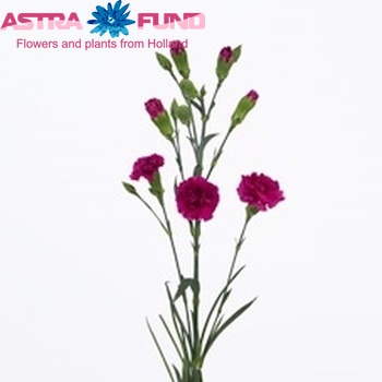 Dianthus tros 'Aloha' Foto