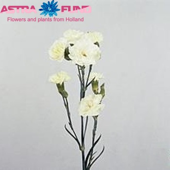 Dianthus tros Artemis Foto