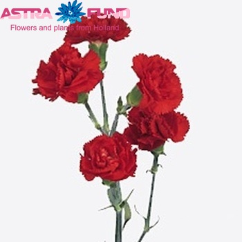 Dianthus tros Aveiro photo