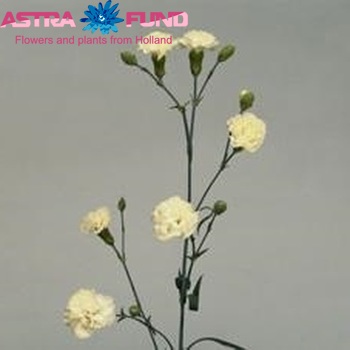 Dianthus tros Bagatel photo