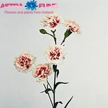 Dianthus tros 'Bolero' foto