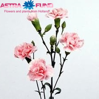 Dianthus tros Bosanska foto