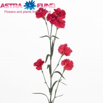 Dianthus tros Brisbane photo