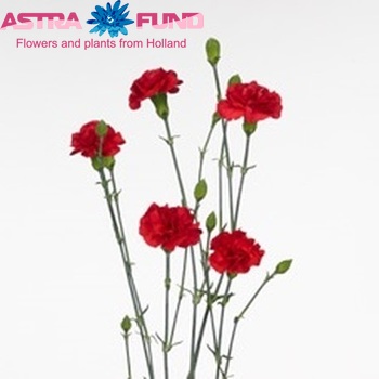 Dianthus tros Brunello photo