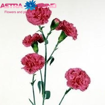 Dianthus tros Carmit foto