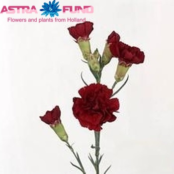 Dianthus tros Carrera photo