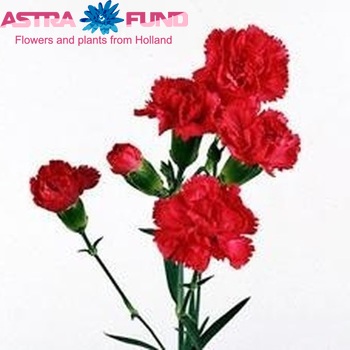 Dianthus tros Cerise Rosella zdjęcie