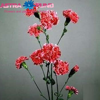 Dianthus tros 'Cerise Royalette' Foto