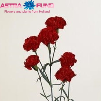 Dianthus tros Elsy zdjęcie