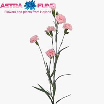 Dianthus tros Fellini photo