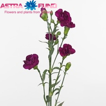 Dianthus tros Gaia Foto