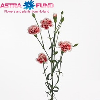 Dianthus tros Genio фото