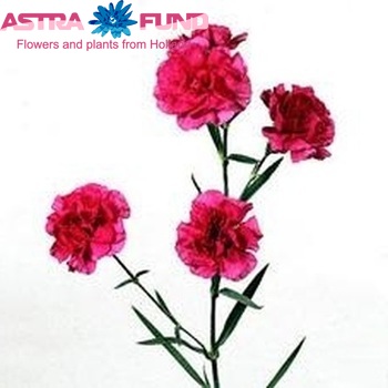 Dianthus tros Goya фото