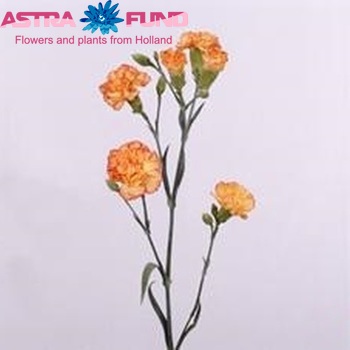 Dianthus tros Ivana Orange Foto