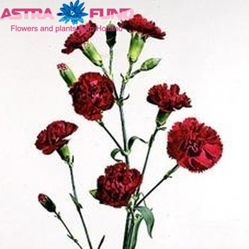 Dianthus tros 'Kortina' Foto