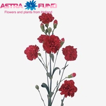 Dianthus tros Laredo photo