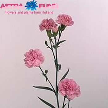 Dianthus tros 'Latea' zdjęcie