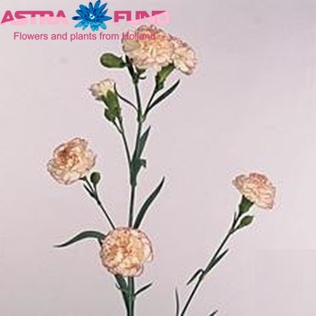 Dianthus tros 'Martina' zdjęcie