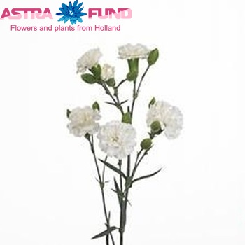 Dianthus tros Milky Way foto