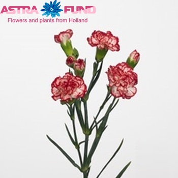 Dianthus tros 'Minuetto' foto