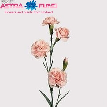 Dianthus tros Natila photo