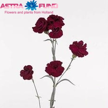 Dianthus tros Negrita фото