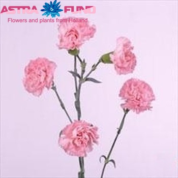 Dianthus tros Nuria фото