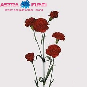 Dianthus tros Optima zdjęcie