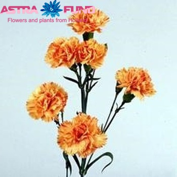 Dianthus tros 'Orange Prestige' photo