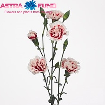 Dianthus tros 'Orbit Plus' photo