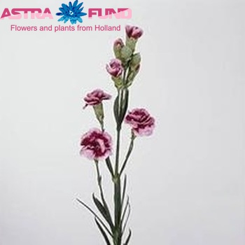 Dianthus tros Paso Doble Foto