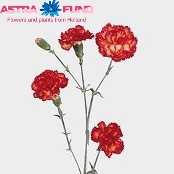 Dianthus tros Passoa photo