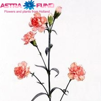 Dianthus tros Peach Vanilla Foto