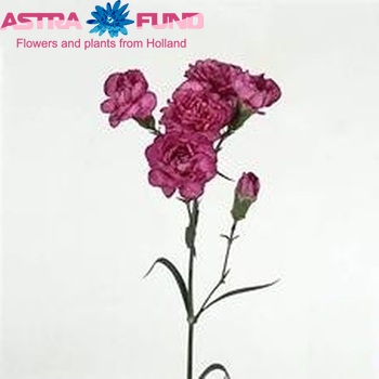 Dianthus tros 'Purple Spectro' foto