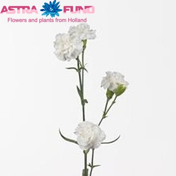 Dianthus tros Ramaya foto