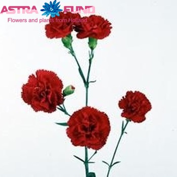 Dianthus tros 'Red Bagatel' foto